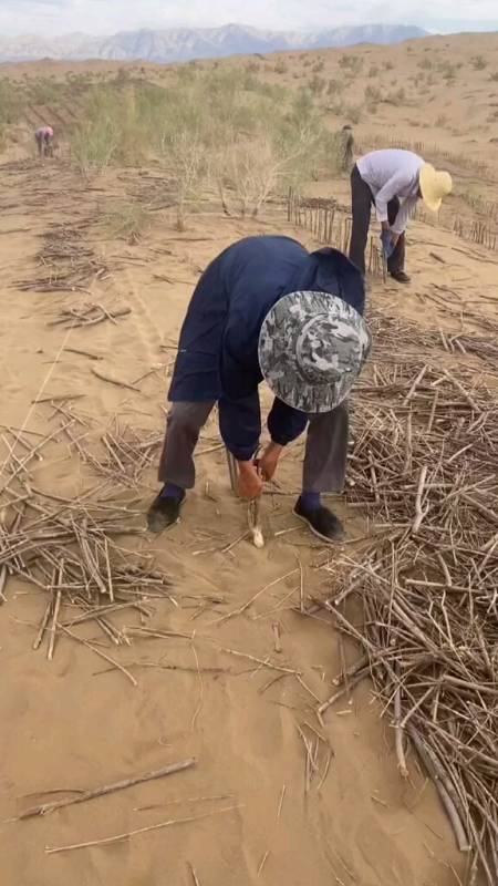 沙柳方格沙障都是人工一根一根插出来的.