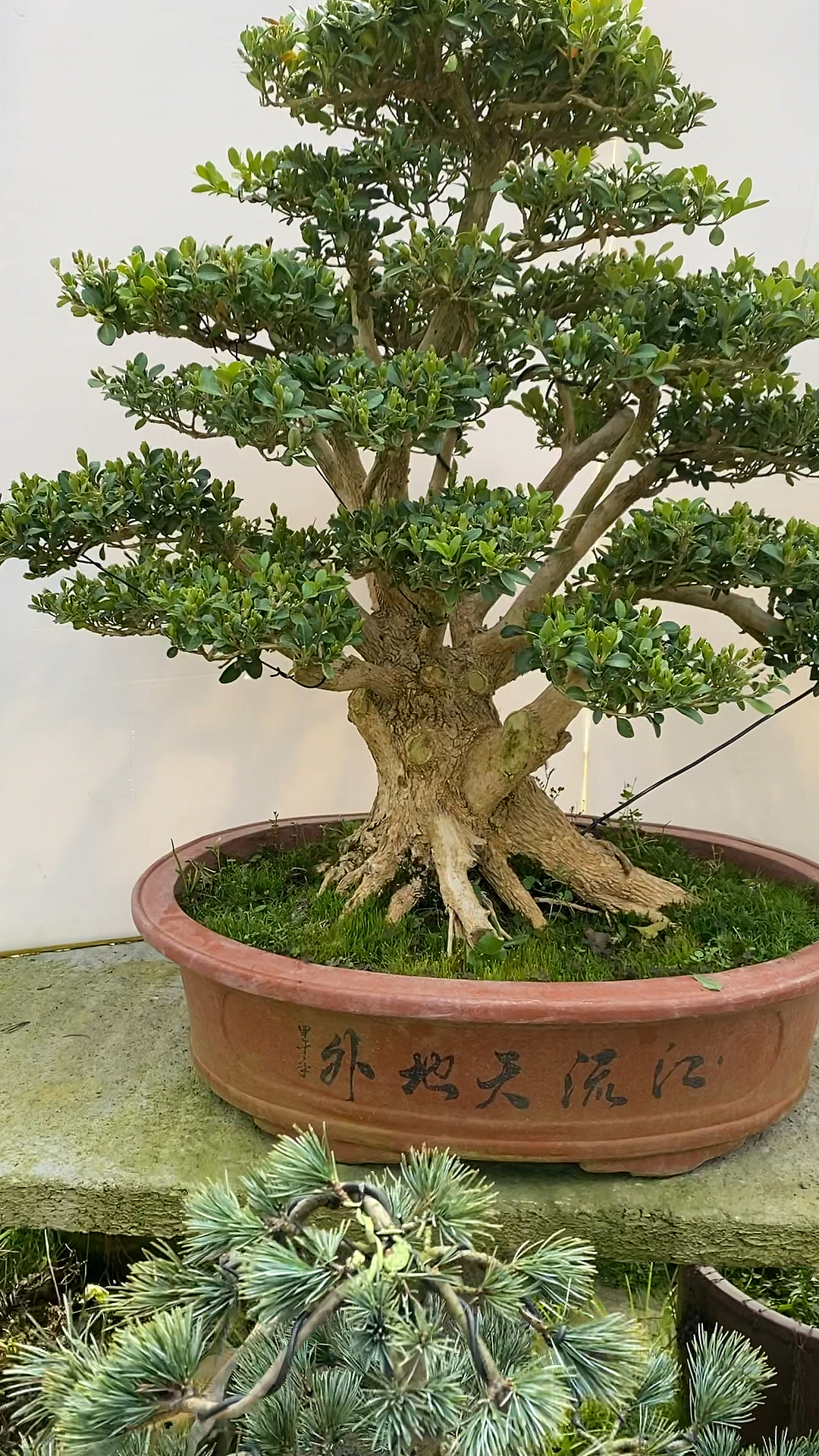 家有黄杨子孙满堂