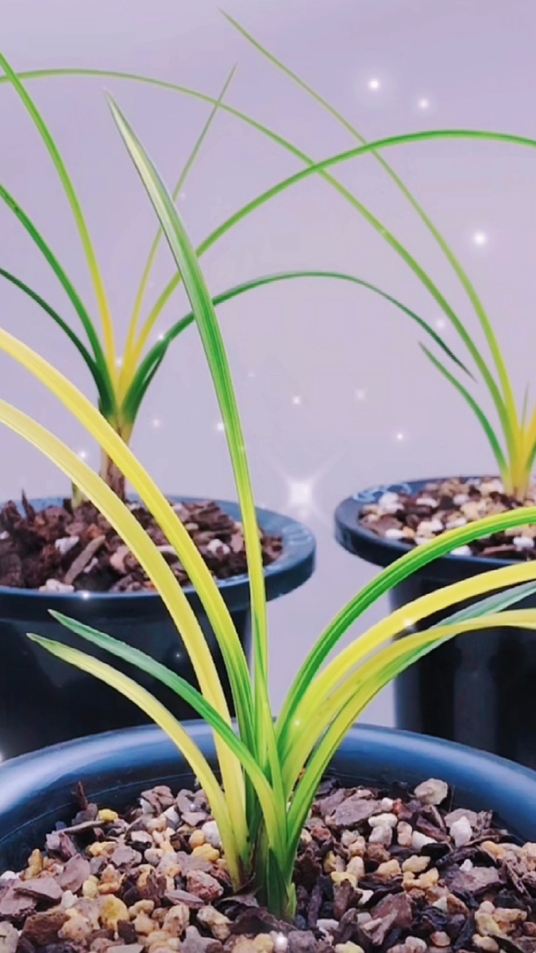 兰花#精品惠兰黄心草