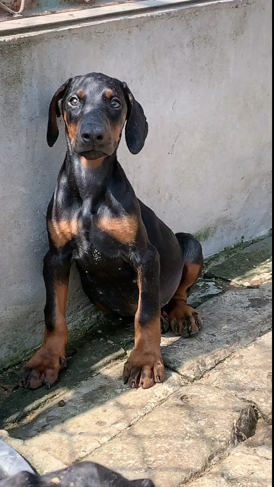 杜宾犬原貌没裁耳的样子,喜欢了吗-度小视