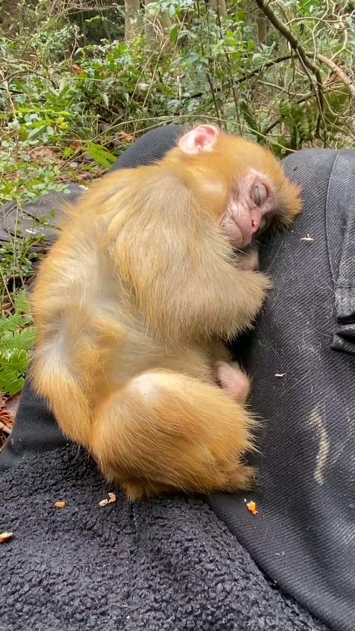 萌宠趣事打卡#小猴太累了,睡着了