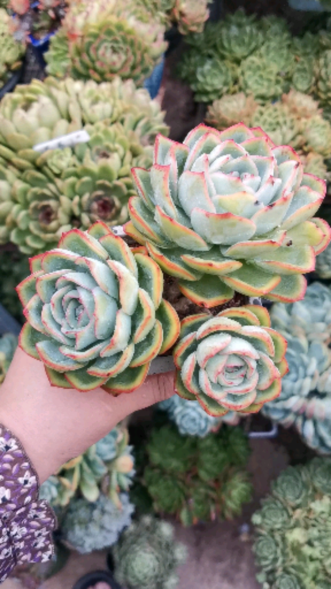 几十的晨露小老桩有人喜欢么?