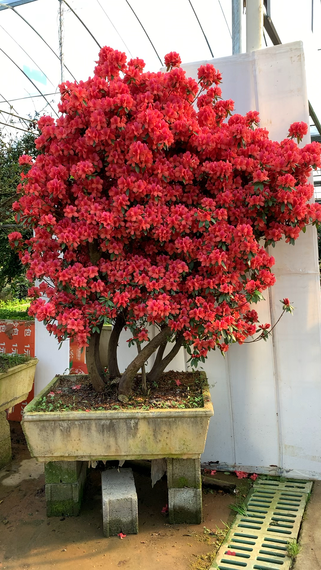 老桩映山红开花红艳艳