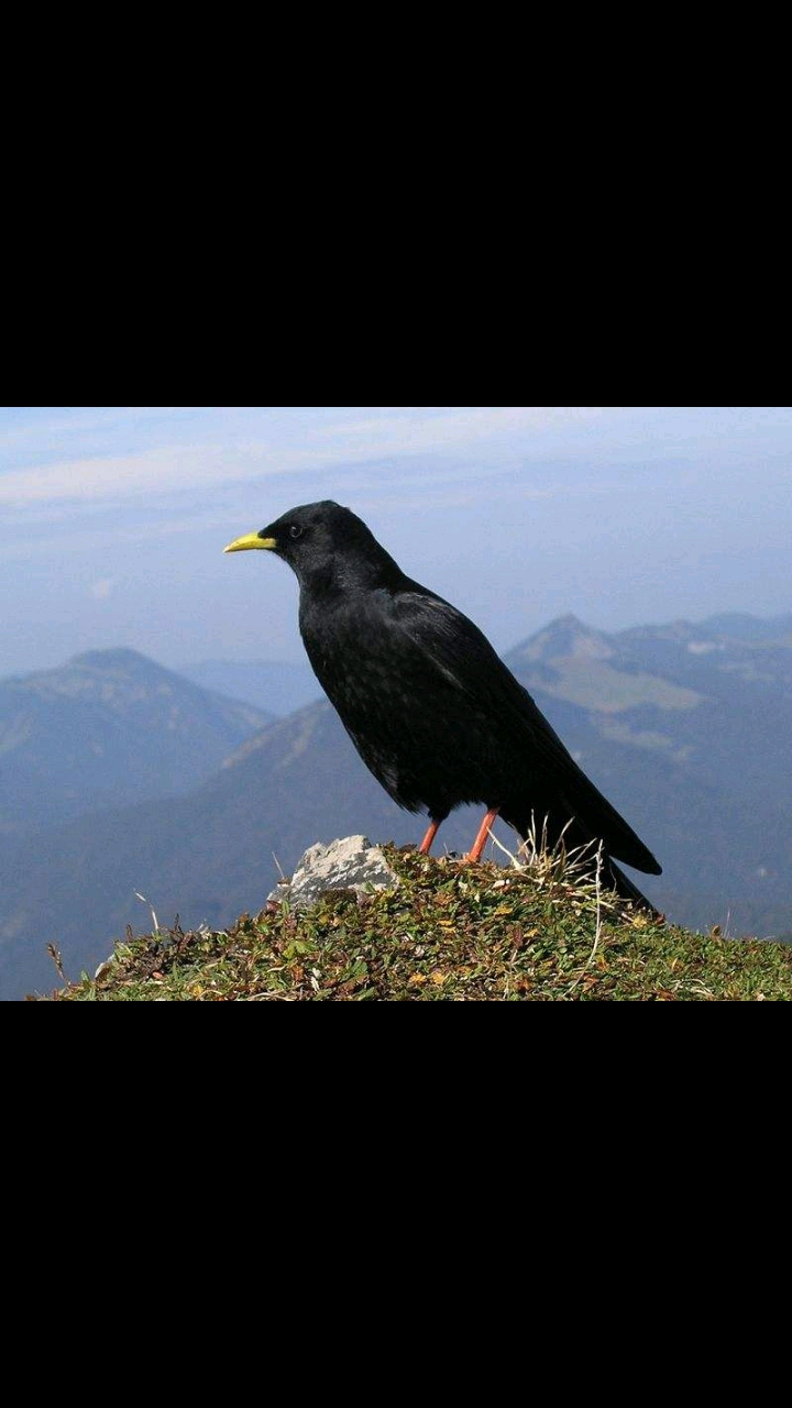 黄嘴山鸦