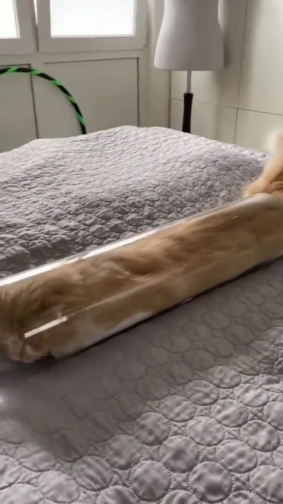 猫真是个软体动物