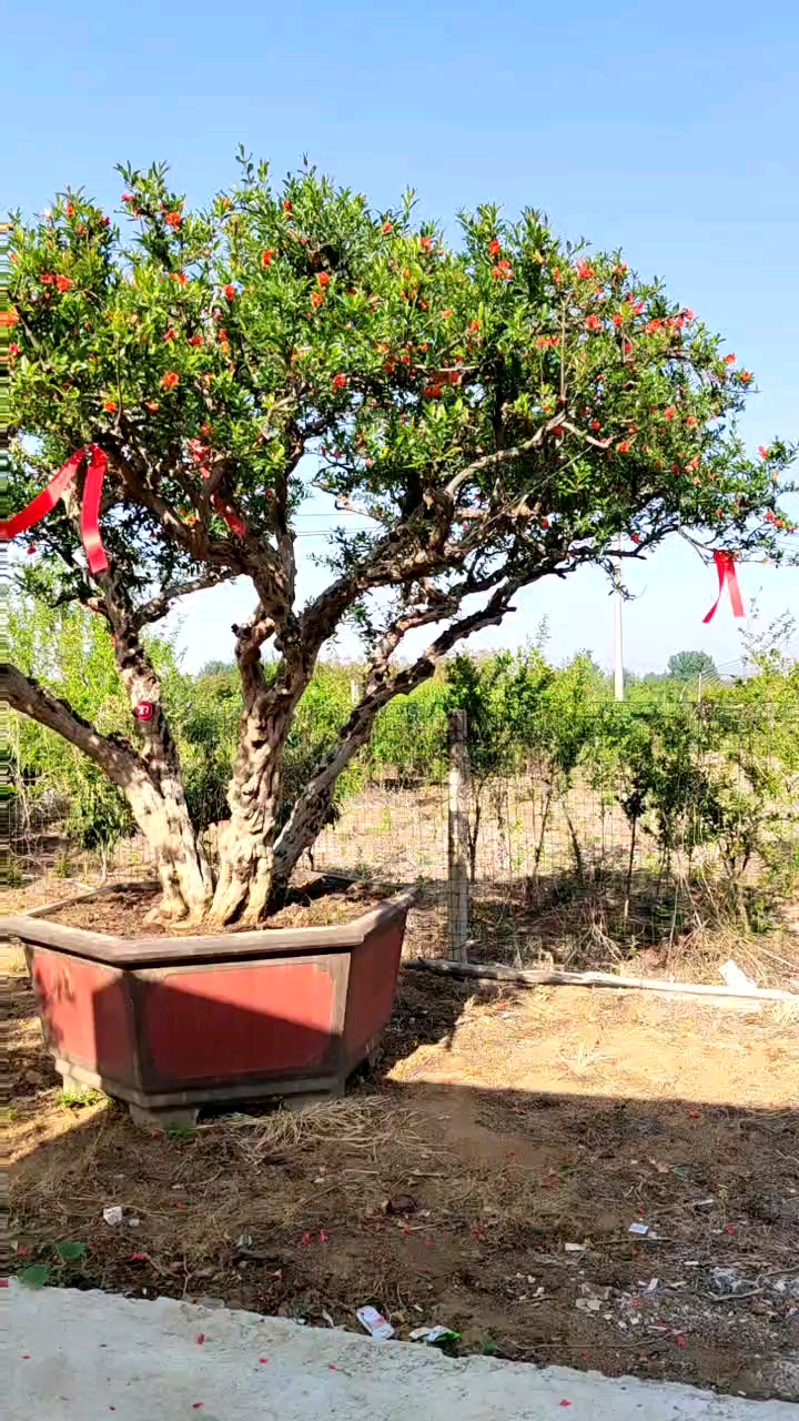 一本三杆原枝原冠大冠幅大红袍石榴树,年代感十足,苍劲古朴适合大的