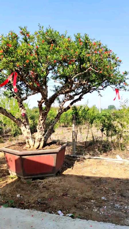 一本三杆原枝原冠大冠幅大红袍石榴树,年代感十足,苍劲古朴适合大的