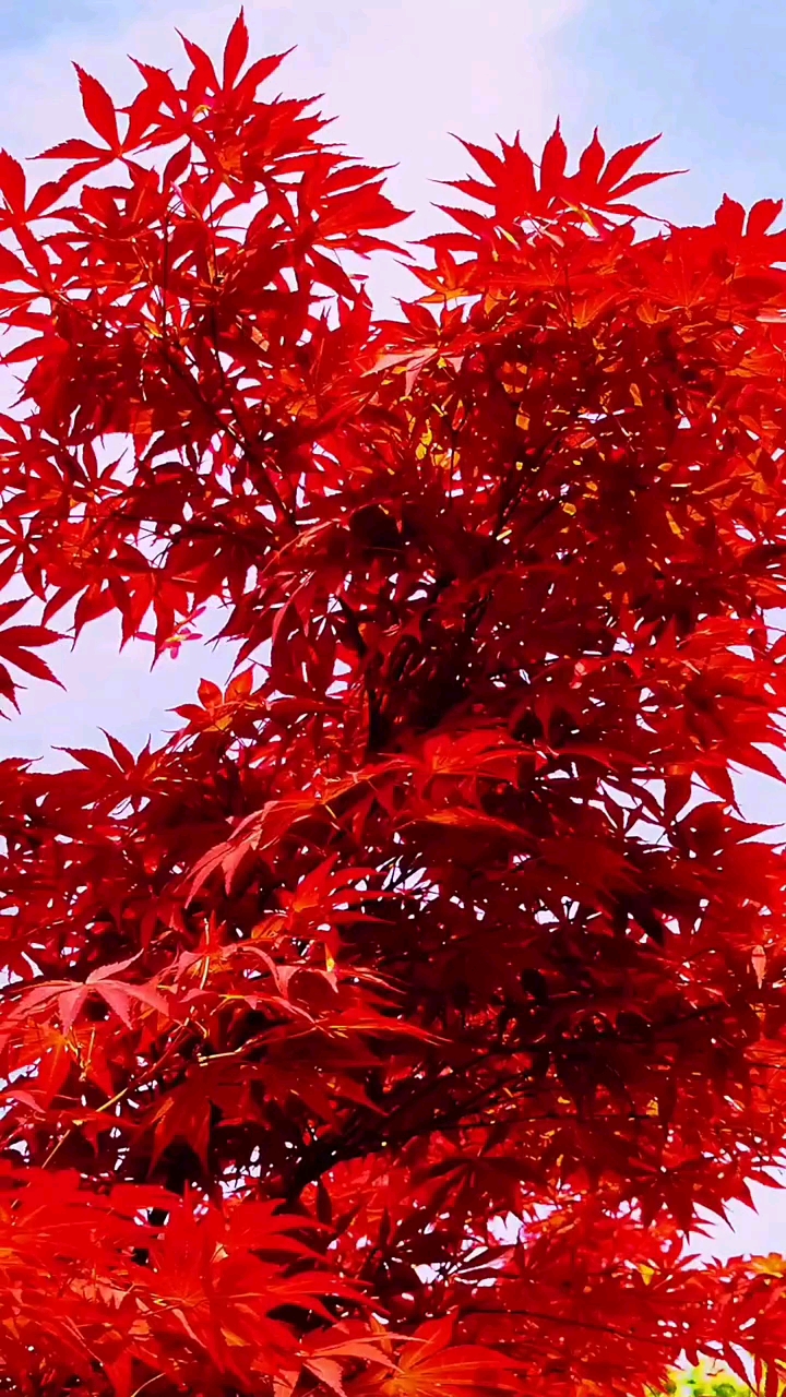 中国红,红枫,喜欢点点红心