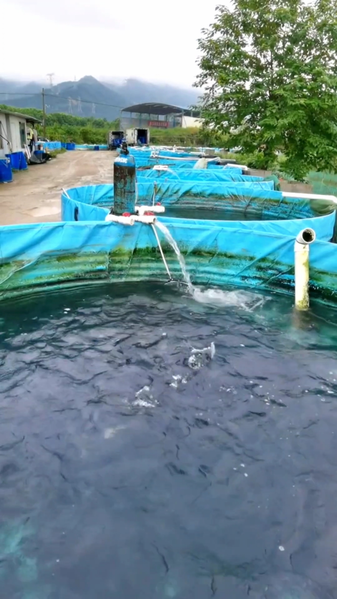 工厂化养鱼工厂化高密度养鱼开始捕捞啦当还有些人还在犹豫质疑时别人