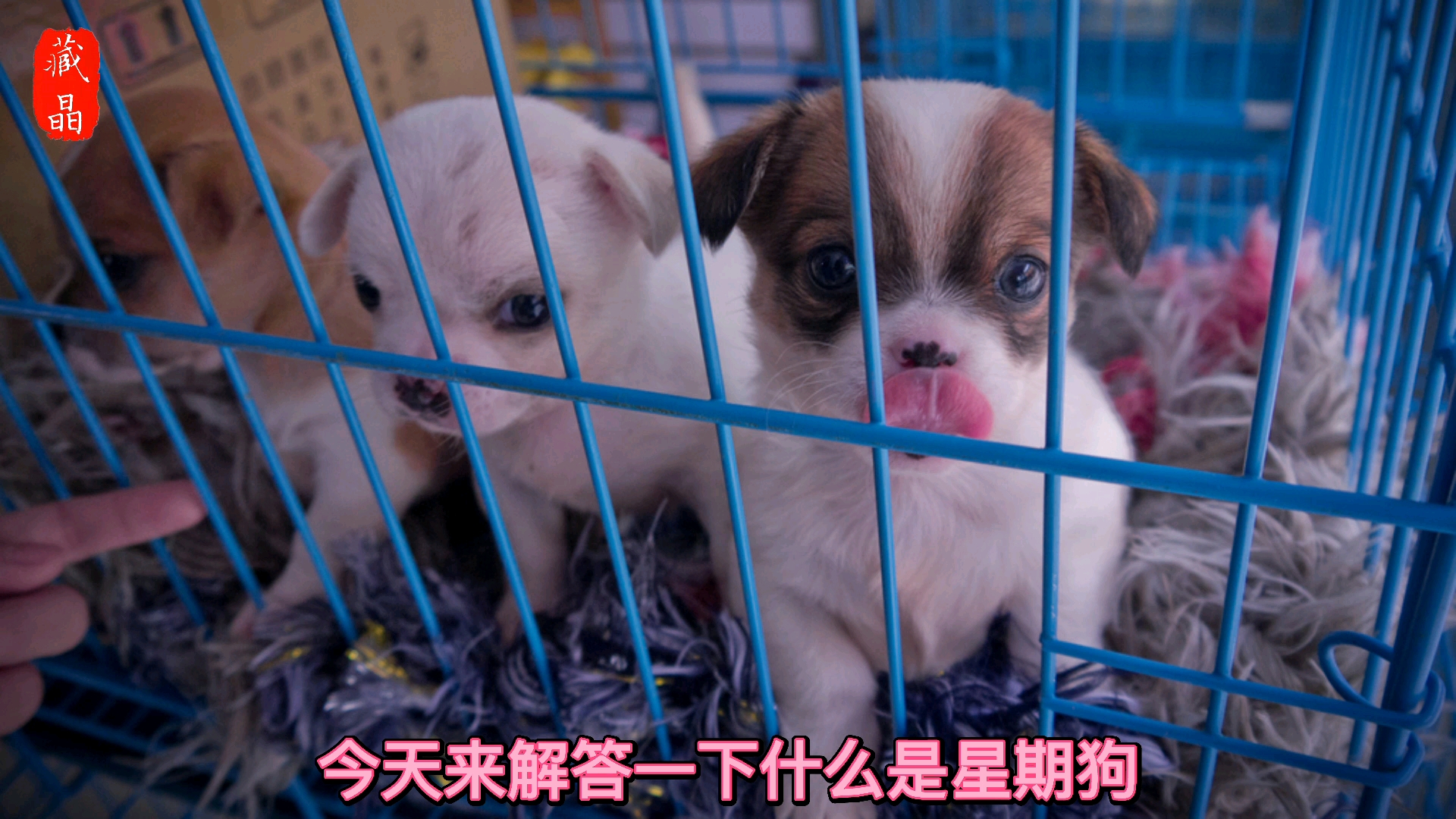 星期狗又是怎么来的?