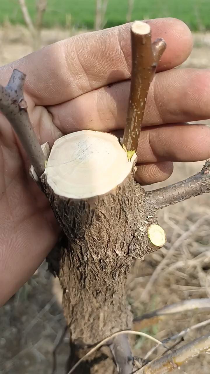 春日小視頻有獎徵集活動#棗樹嫁接大樹換頭,選用插皮嫁接法,操作嫉ゥ