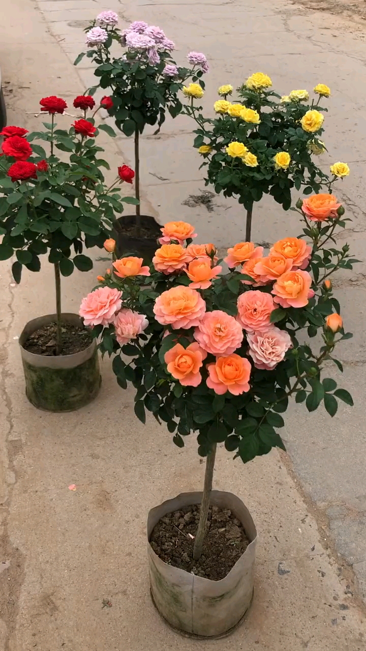 多种颜色的棒棒糖月季