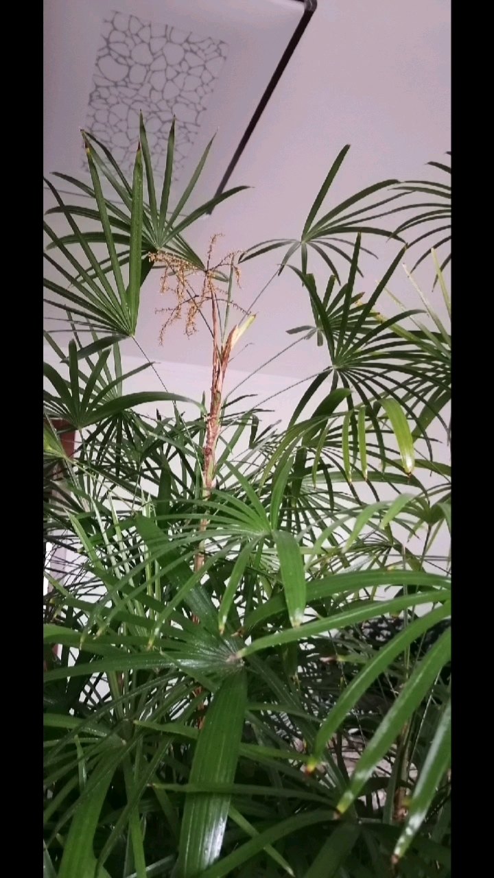 我家的伞竹开花了