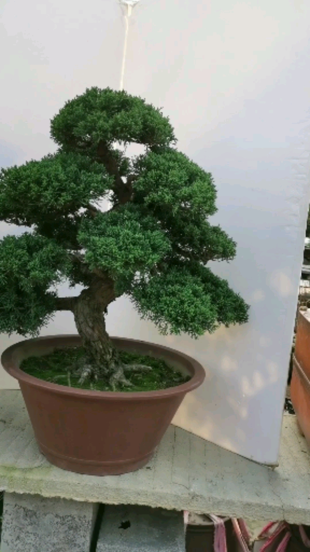 养的太好了我家这个济州真柏老桩!