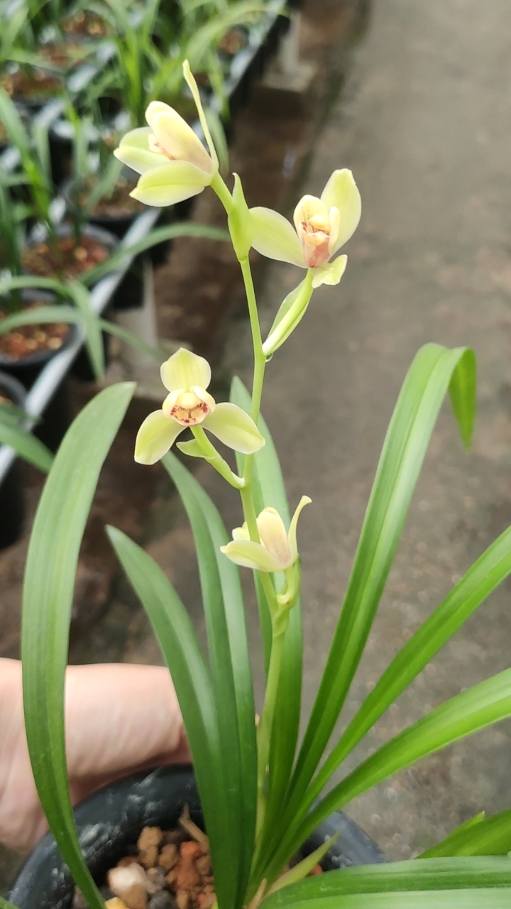 兰花小站#建兰夏皇梅