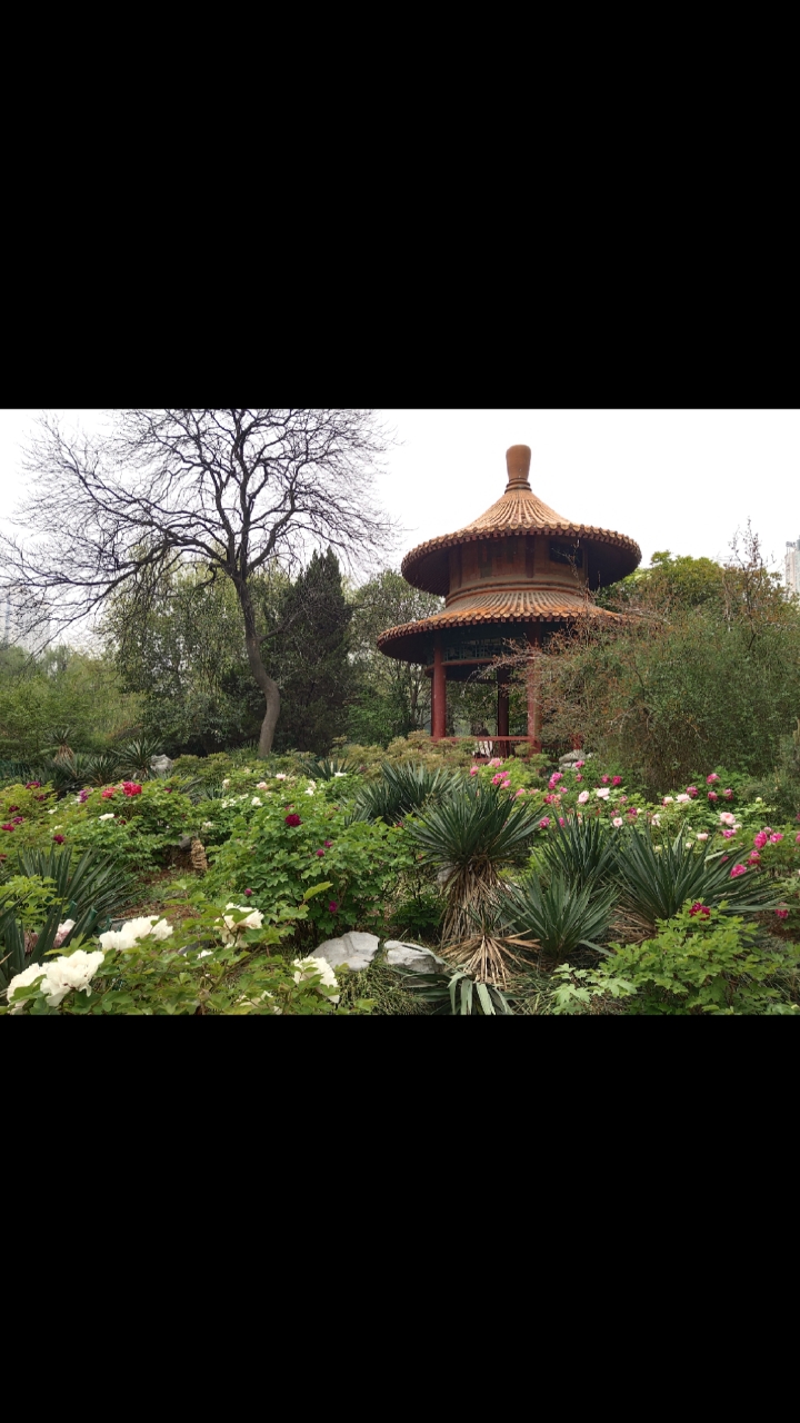 音为有你#西苑公园,曾经的皇家园林,如今成了市民健身娱乐的好地方!