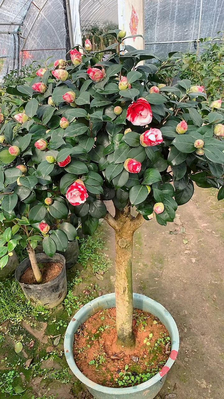 精品高杆克徕帝茶花!