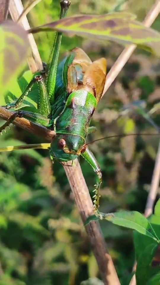 动物百科视频蝈蝈大绿蝈蝈