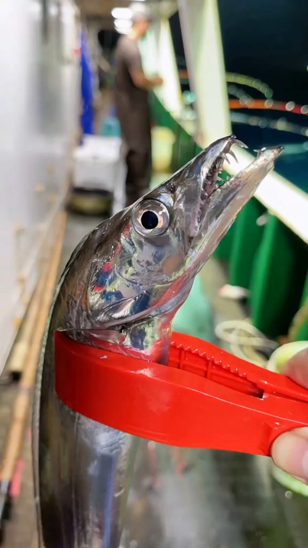 活带鱼夜钓大带鱼出水都这么好看