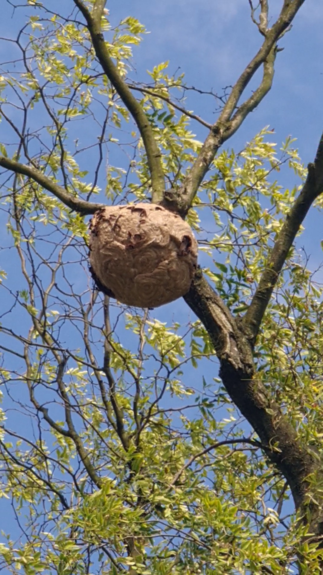 今天出去户外走走,发现水桶大小的蜂巢,这么大的还是很少见