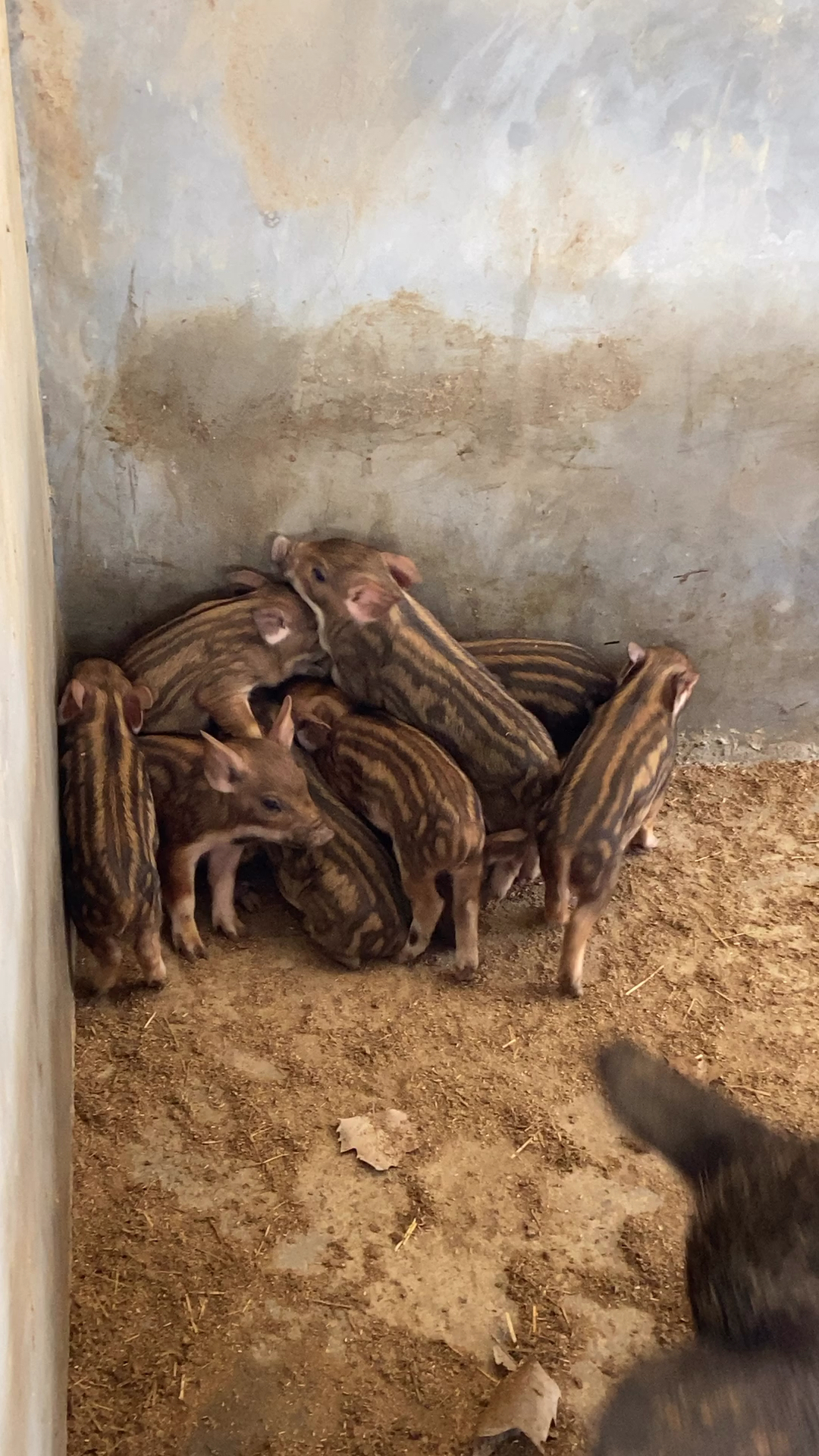 绿色有机原生态,山东野猪苗人人爱.