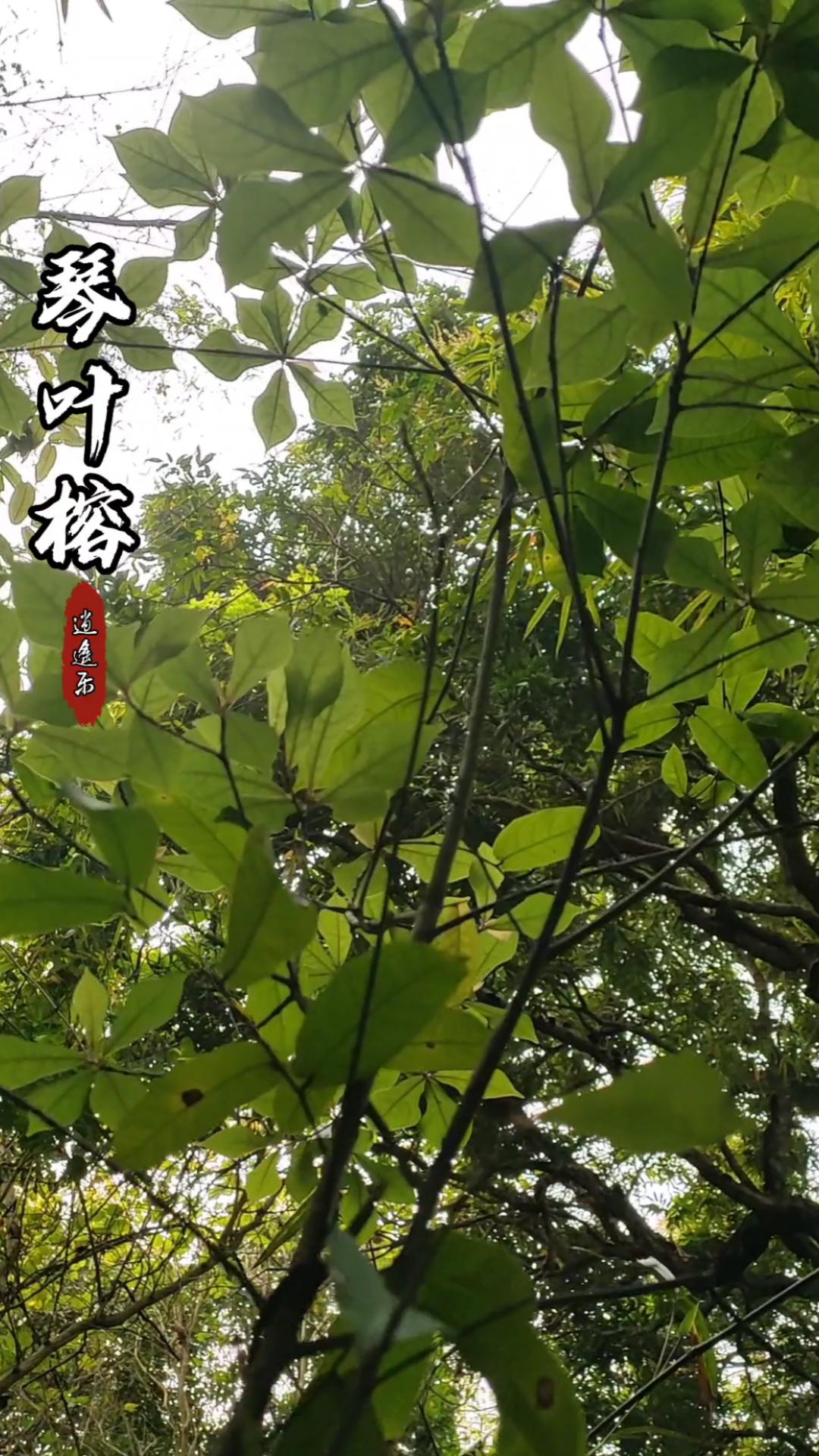 认识中草药#百草中药之琴叶榕,桑科榕属小灌木,草株裂变三品种,既可