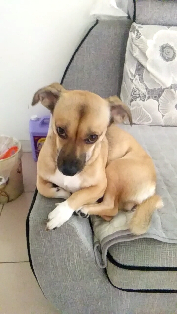 音为有你#小狗子的招牌眼神,瞅人!