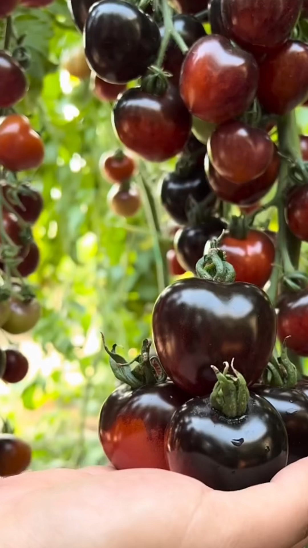 优质农产品##黑宝石番茄