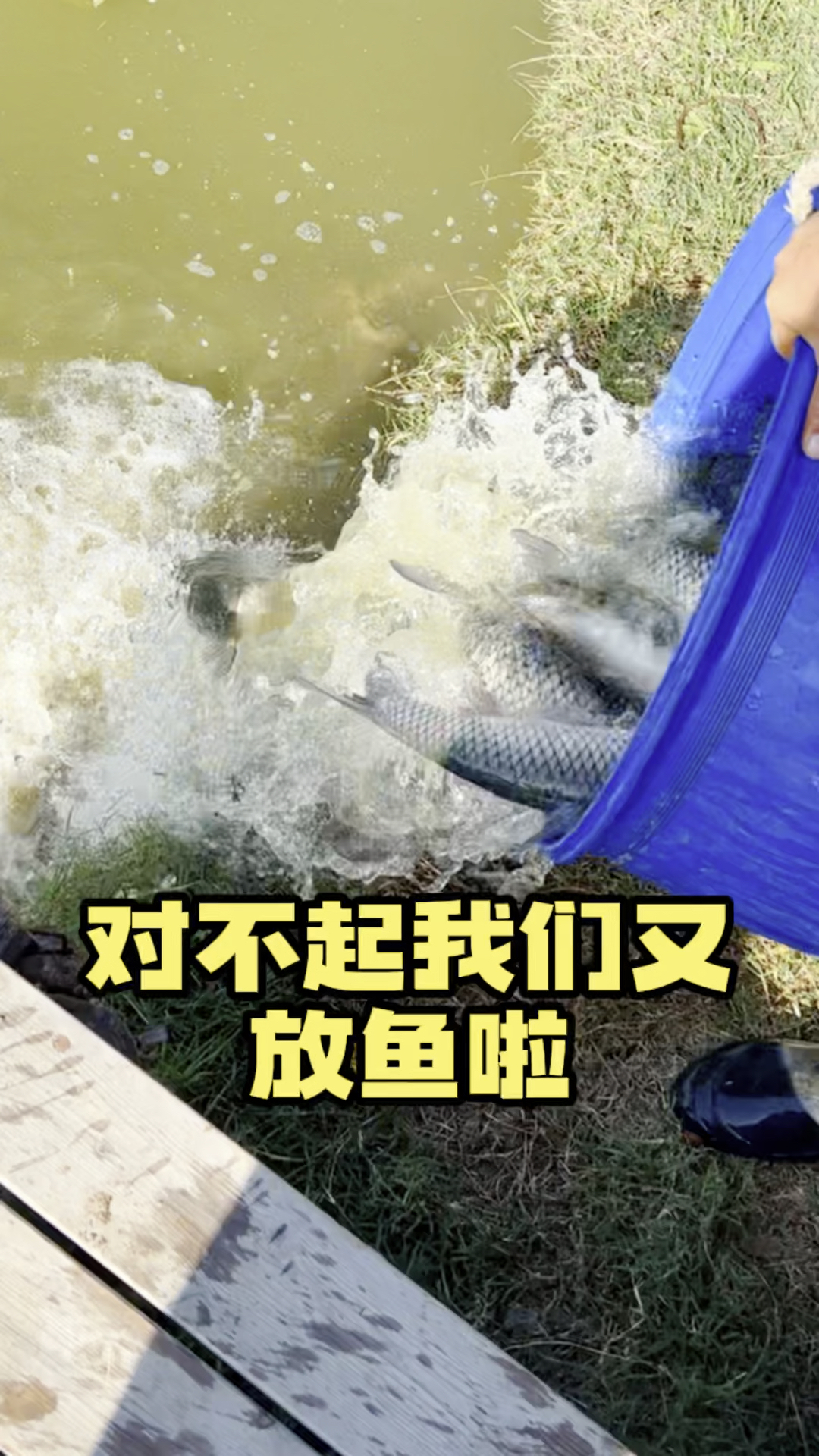 破壳计划元旦不要再去景点人挤人了来东莞水上田园钓鱼场承包整片鱼塘