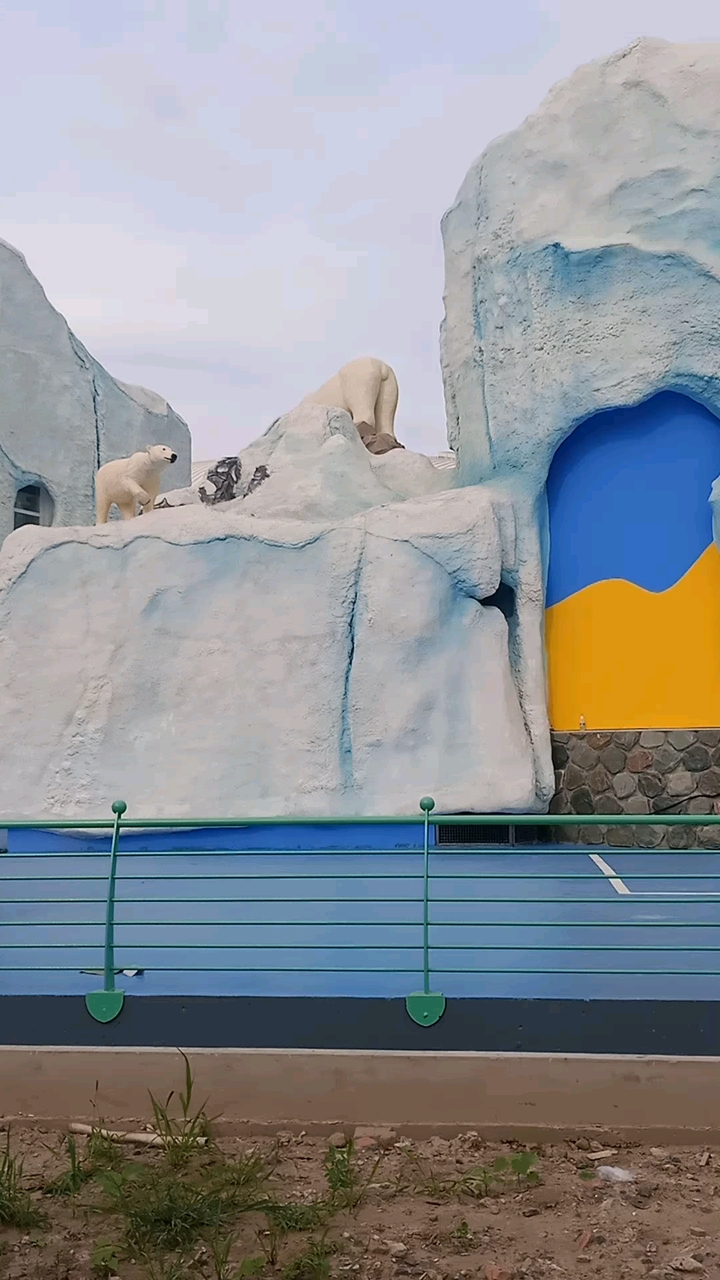 最美风景在路上,哈尔滨的北极熊馆