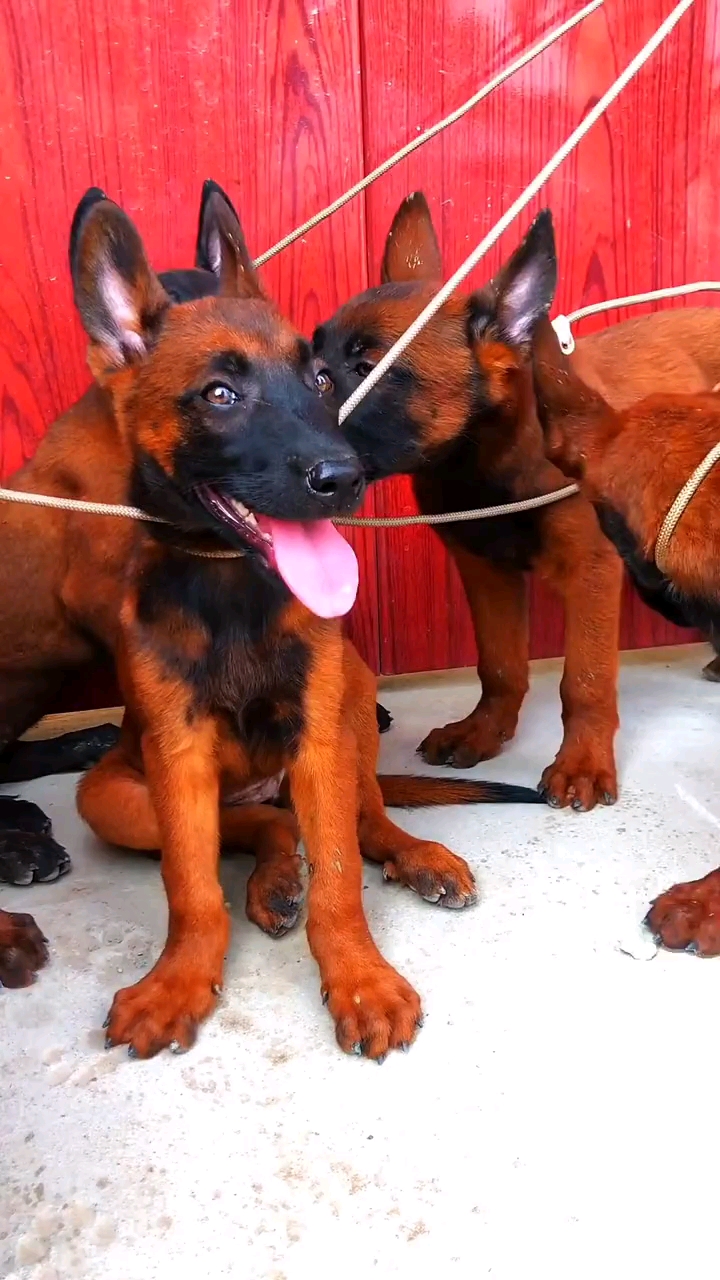 爆红马犬#爆红马犬幼犬