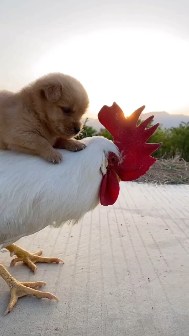 鸡犬相邻图片