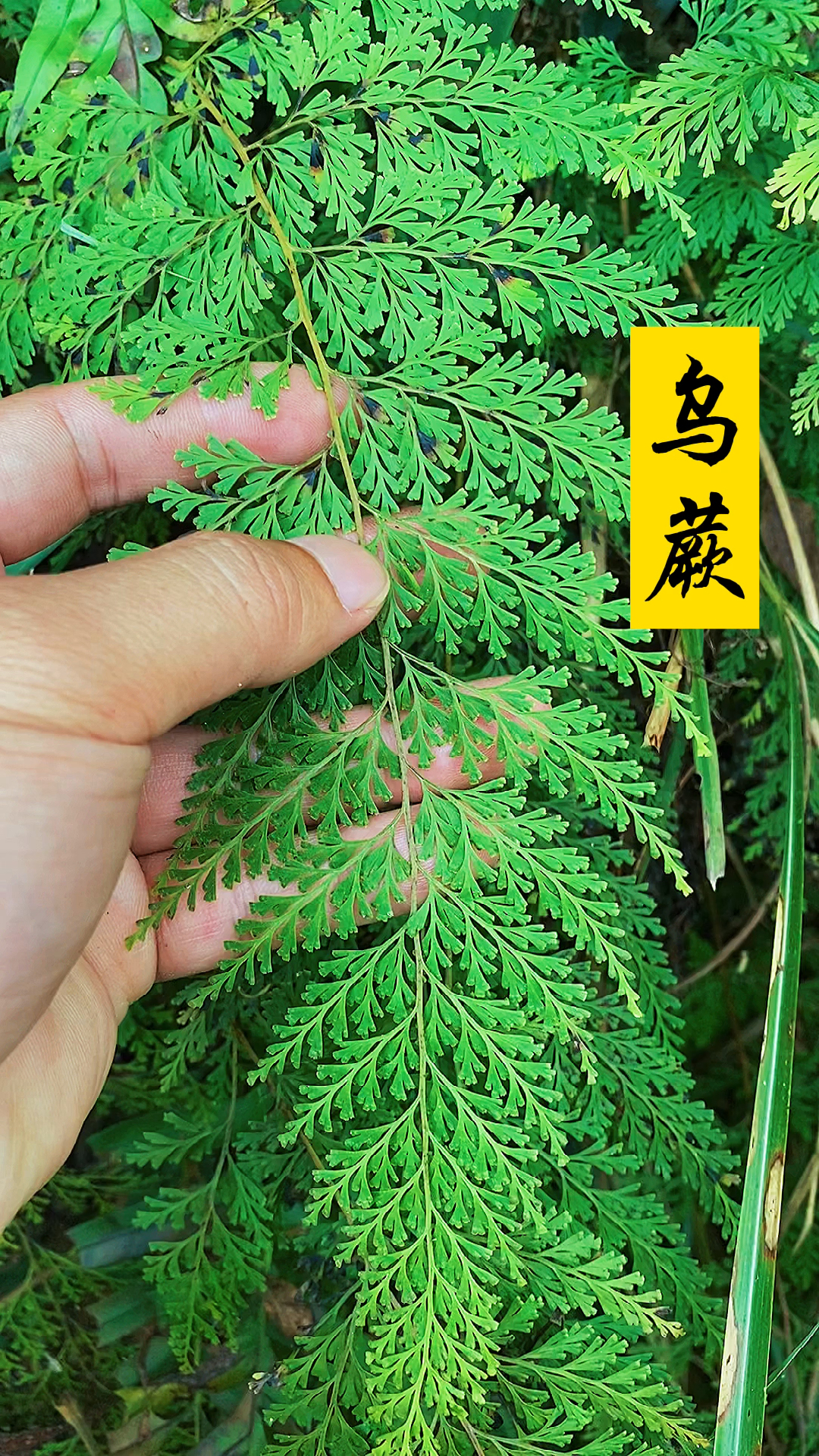 乌蕨,讨山人都认识的一种植物,你们知道它怎么用吗