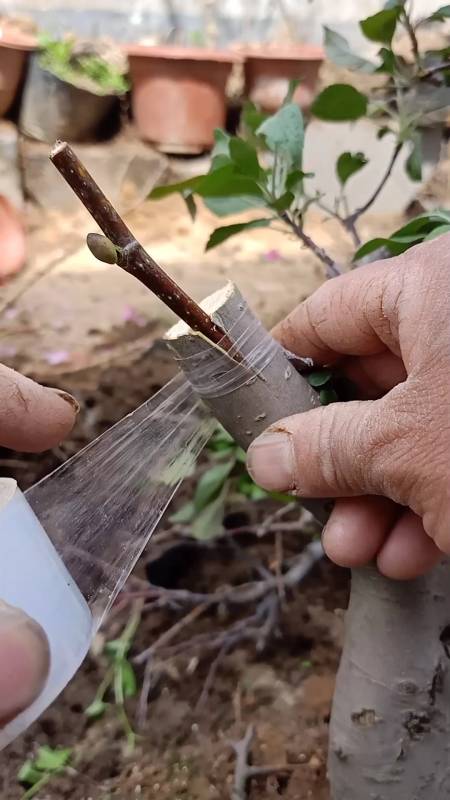 嫁接技术#插皮接苹果技术,成活率高达百分之百