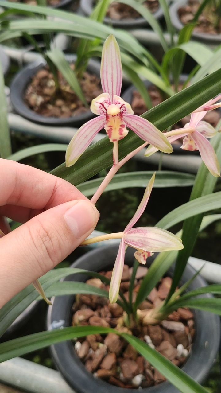 兰花小站#建兰千霞冠