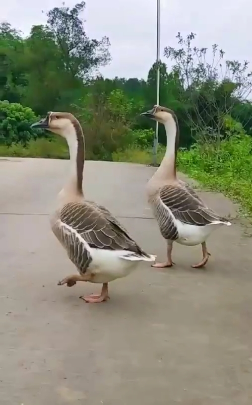 動物百科視頻鵝灰鵝又稱雁鵝