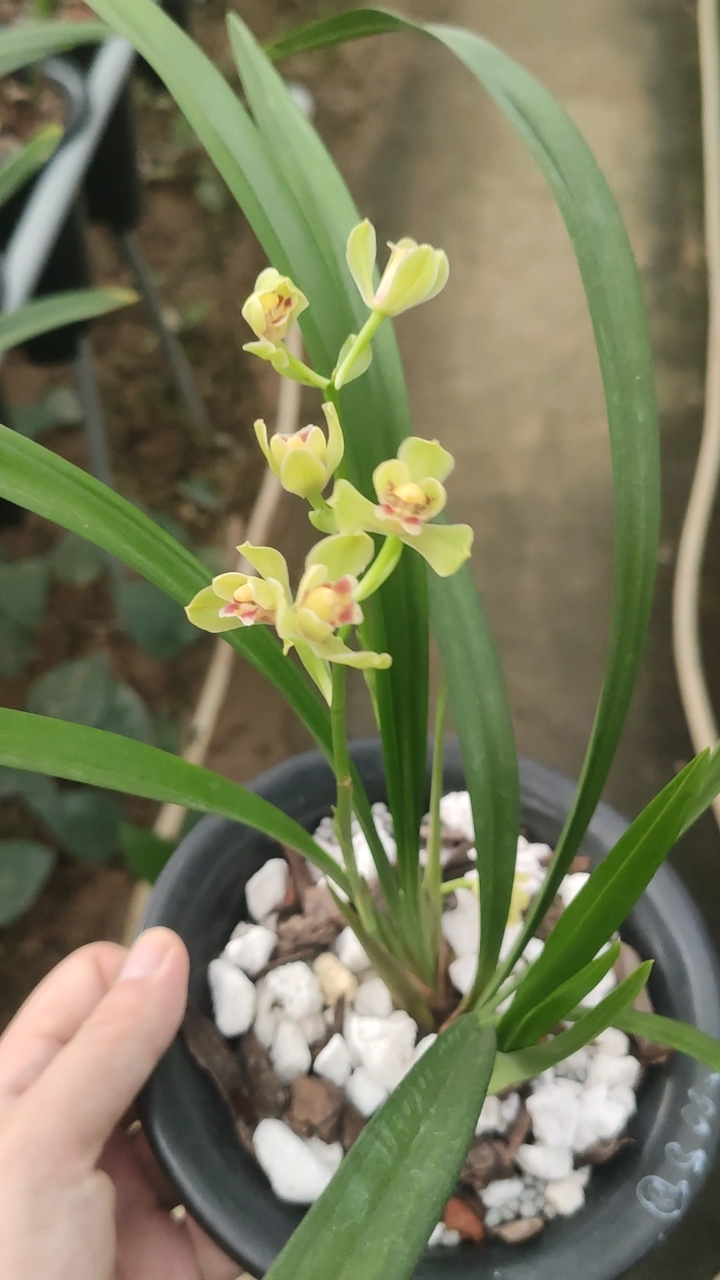 兰花小站#建兰青神梅