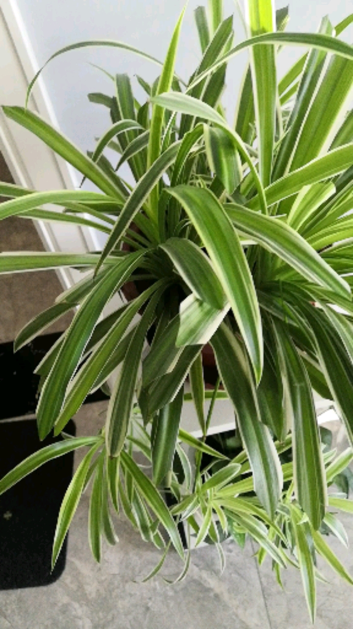 2021新年快乐!家温馨花也美