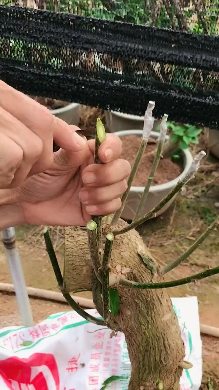 三角梅如何嫁接,详细步骤看视频#三角梅