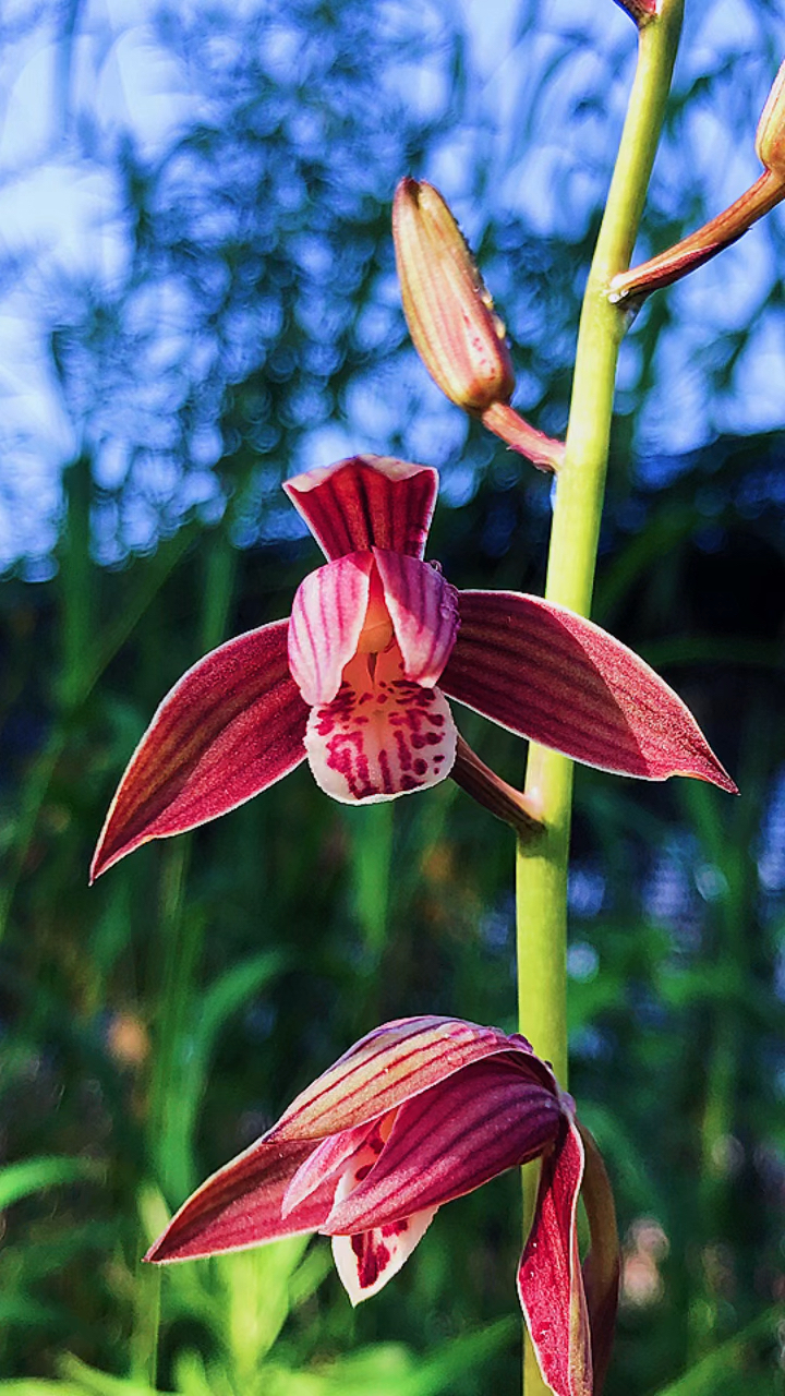 兰花#建兰大地红