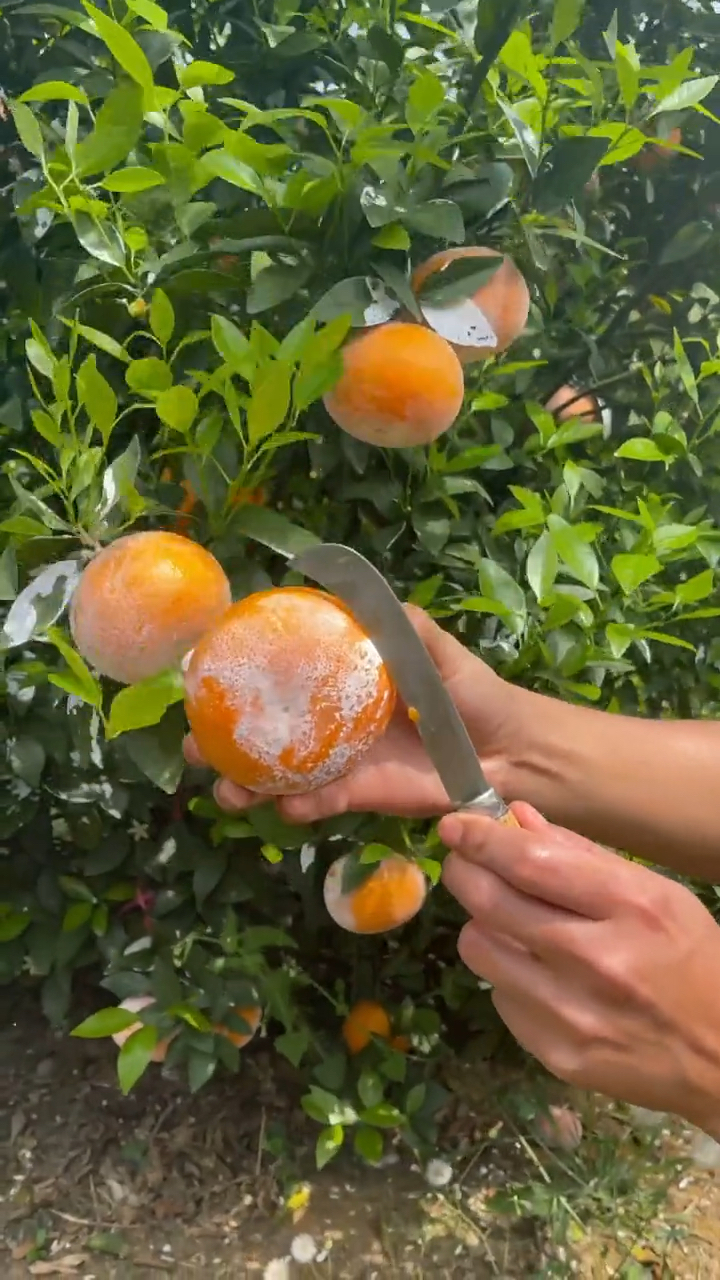 让你们见识一下爆汁脏脏柑一斤能卖10几块切开之后忍不住流口水了