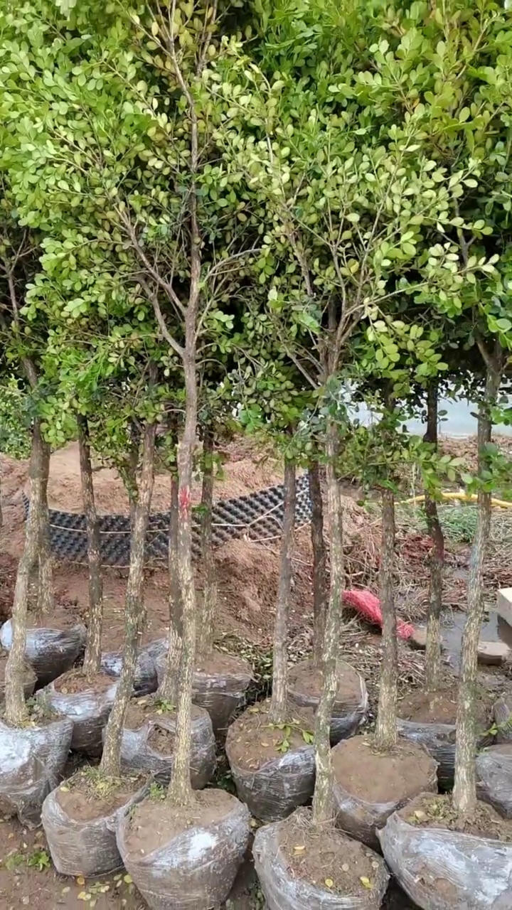 高杆瓜子黄杨树,四季常青不落叶,耐寒耐旱,南北方都可以栽植