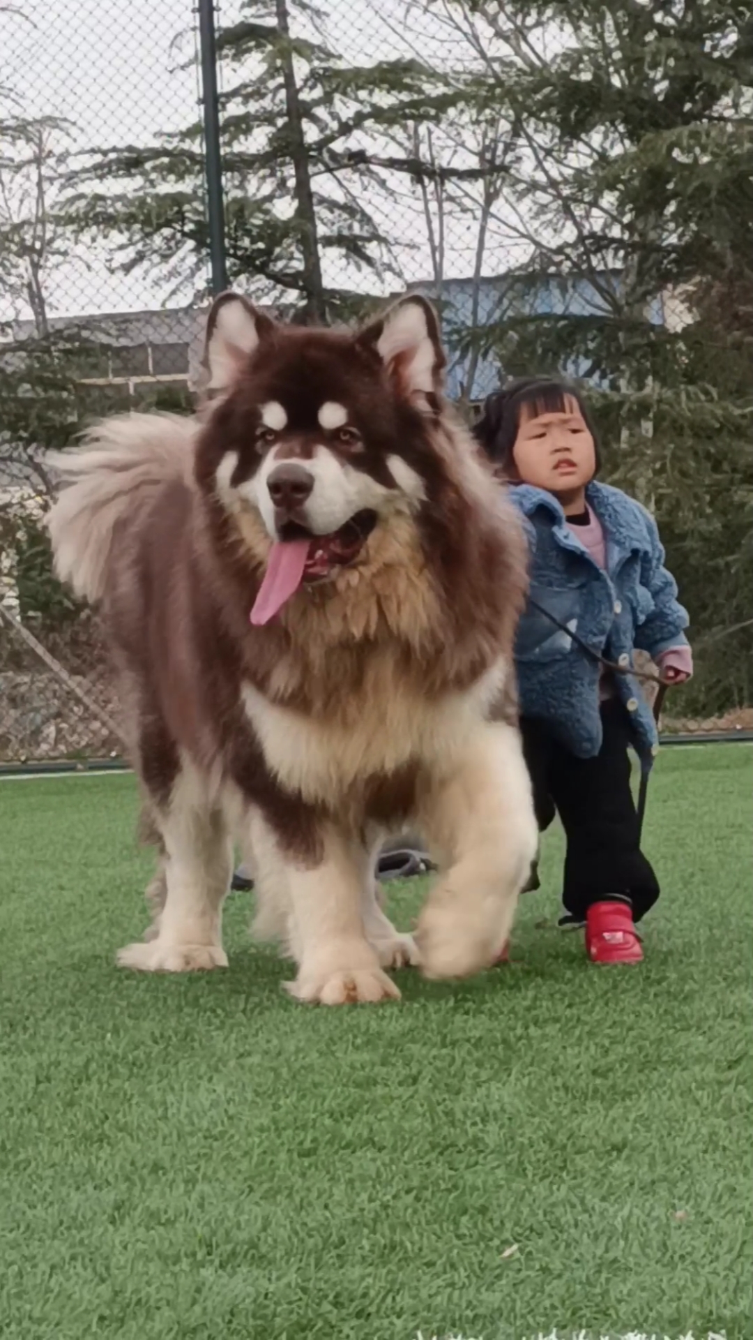 巨型阿拉斯加犬熊版阿拉斯加犬#雪橇三傻中的大哥,还不是一样被四岁