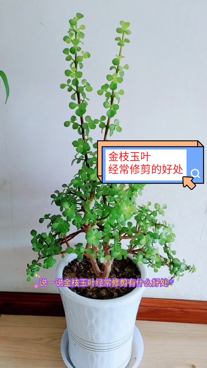 养花金枝玉叶经常修剪有什么好处