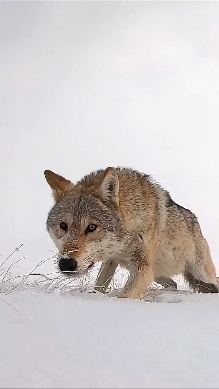 动物世界#草原狼