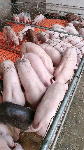 养猪#育肥猪苗