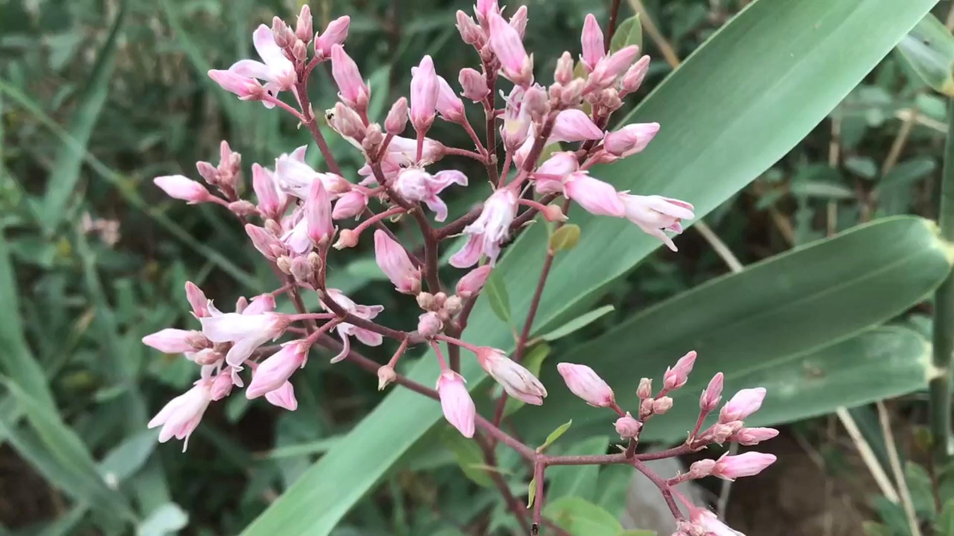 乡村生活#马路边坑上的酸叶胶藤