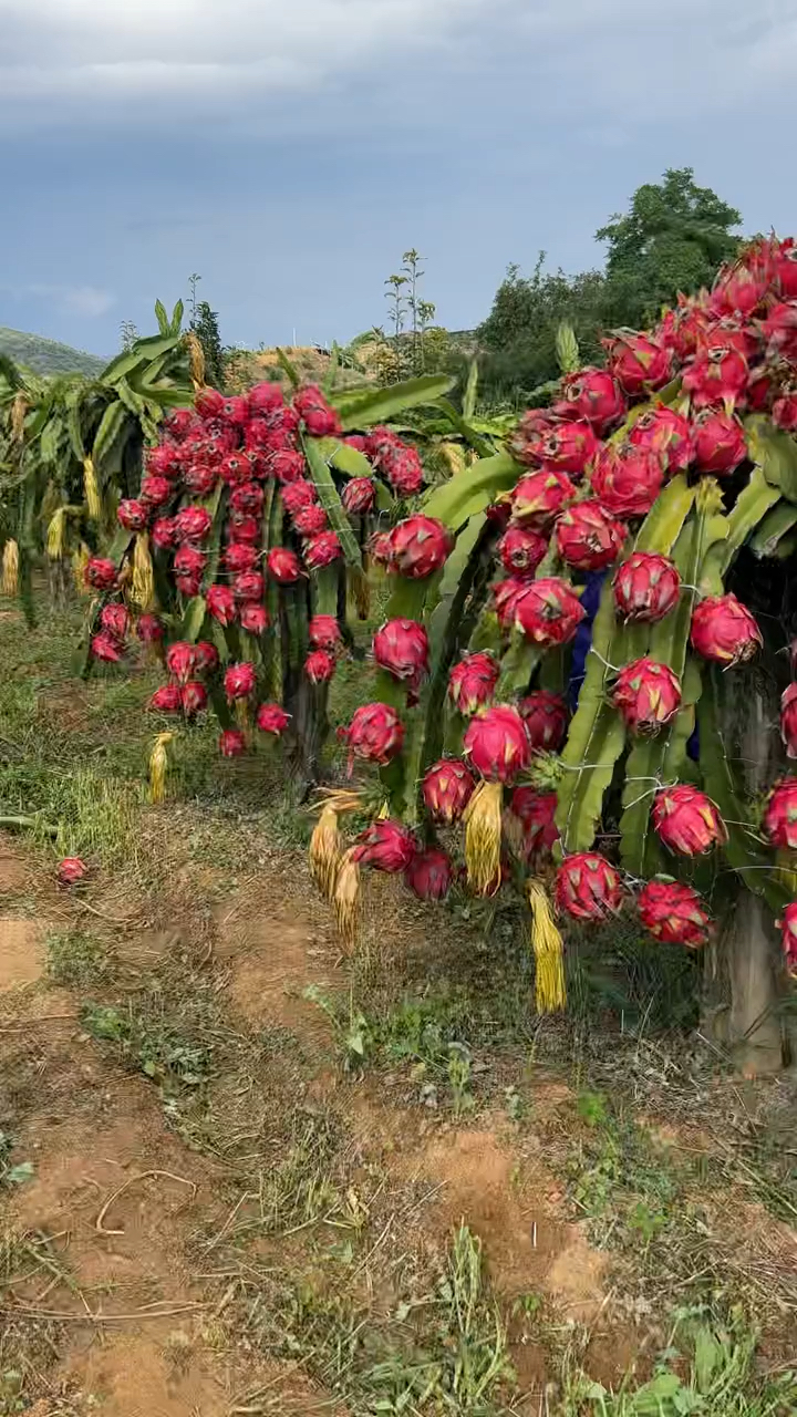 海南红心火龙果,香甜可口果园现摘现发