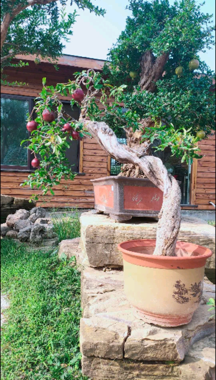 石榴盆景#精品紫玉石榴盆景