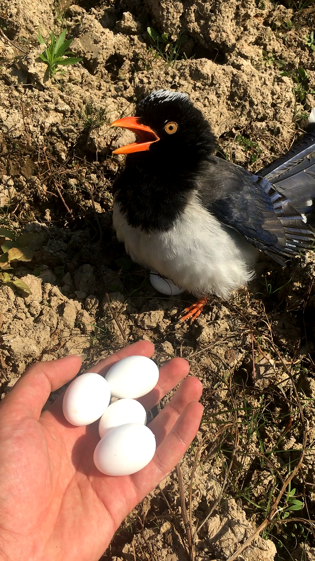 看见一只在抱窝的小喜鹊拿几个鸽子蛋给它孵化不知道行不行!